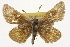  ( - CSUPOBK-1287)  @14 [ ] CreativeCommons - Attribution (2010) CBG Photography Group Centre for Biodiversity Genomics