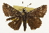  ( - CSUPOBK-1293)  @13 [ ] CreativeCommons - Attribution (2010) CBG Photography Group Centre for Biodiversity Genomics