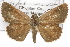  ( - CSUPOBK-1296)  @14 [ ] CreativeCommons - Attribution (2010) CBG Photography Group Centre for Biodiversity Genomics