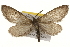  ( - CSUPOBK-1322)  @14 [ ] CreativeCommons - Attribution (2010) CBG Photography Group Centre for Biodiversity Genomics