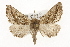  ( - CSUPOBK-1336)  @14 [ ] CreativeCommons - Attribution (2010) CBG Photography Group Centre for Biodiversity Genomics