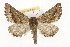  ( - CSUPOBK-1338)  @14 [ ] CreativeCommons - Attribution (2010) CBG Photography Group Centre for Biodiversity Genomics
