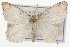  ( - CSUPOBK-1344)  @14 [ ] CreativeCommons - Attribution (2010) CBG Photography Group Centre for Biodiversity Genomics