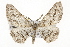  ( - CSUPOBK-1349)  @14 [ ] CreativeCommons - Attribution (2010) CBG Photography Group Centre for Biodiversity Genomics