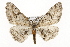  ( - CSUPOBK-1350)  @14 [ ] CreativeCommons - Attribution (2010) CBG Photography Group Centre for Biodiversity Genomics