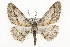  ( - CSUPOBK-1352)  @11 [ ] CreativeCommons - Attribution (2010) CBG Photography Group Centre for Biodiversity Genomics