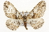  ( - CSUPOBK-1353)  @14 [ ] CreativeCommons - Attribution (2010) CBG Photography Group Centre for Biodiversity Genomics