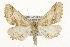  (Pero meskaria - CSUPOBK-1366)  @15 [ ] CreativeCommons - Attribution (2010) CBG Photography Group Centre for Biodiversity Genomics
