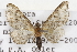  (Eupithecia sonora - CSUPOBK-1373)  @14 [ ] CreativeCommons - Attribution (2010) CBG Photography Group Centre for Biodiversity Genomics