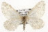  ( - CSUPOBK-1377)  @13 [ ] CreativeCommons - Attribution (2010) CBG Photography Group Centre for Biodiversity Genomics