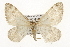  ( - CSUPOBK-1379)  @14 [ ] CreativeCommons - Attribution (2010) CBG Photography Group Centre for Biodiversity Genomics