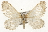  (Stamnodes marmorata - CSUPOBK-1380)  @14 [ ] CreativeCommons - Attribution (2010) CBG Photography Group Centre for Biodiversity Genomics