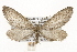  (Glaucina nephos - CSUPOBK-1391)  @14 [ ] CreativeCommons - Attribution (2010) CBG Photography Group Centre for Biodiversity Genomics