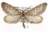  (Glaucina interruptaria - CSUPOBK-1396)  @15 [ ] CreativeCommons - Attribution (2010) CBG Photography Group Centre for Biodiversity Genomics