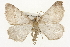  ( - CSUPOBK-1522)  @13 [ ] CreativeCommons - Attribution (2010) CBG Photography Group Centre for Biodiversity Genomics