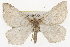  ( - CSUPOBK-1523)  @14 [ ] CreativeCommons - Attribution (2010) CBG Photography Group Centre for Biodiversity Genomics
