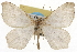  ( - CSUPOBK-1524)  @15 [ ] CreativeCommons - Attribution (2010) CBG Photography Group Centre for Biodiversity Genomics