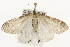  ( - CSUPOBK-1528)  @14 [ ] CreativeCommons - Attribution (2010) CBG Photography Group Centre for Biodiversity Genomics