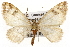  (Stamnodes franckata - CSUPOBK-1543)  @15 [ ] CreativeCommons - Attribution (2010) CBG Photography Group Centre for Biodiversity Genomics