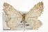  ( - CSUPOBK-1582)  @14 [ ] CreativeCommons - Attribution (2010) CBG Photography Group Centre for Biodiversity Genomics