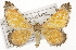  ( - CSUPOBK-1585)  @14 [ ] CreativeCommons - Attribution (2010) CBG Photography Group Centre for Biodiversity Genomics
