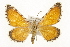  ( - CSUPOBK-1586)  @14 [ ] CreativeCommons - Attribution (2010) CBG Photography Group Centre for Biodiversity Genomics