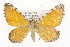  ( - CSUPOBK-1587)  @14 [ ] CreativeCommons - Attribution (2010) CBG Photography Group Centre for Biodiversity Genomics