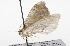  ( - CSUPOBK-1590)  @13 [ ] CreativeCommons - Attribution (2010) CBG Photography Group Centre for Biodiversity Genomics