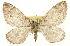  (Stamnodes animata - CSUPOBK-1593)  @15 [ ] CreativeCommons - Attribution (2010) CBG Photography Group Centre for Biodiversity Genomics