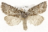  ( - CSUPOBK-1599)  @14 [ ] CreativeCommons - Attribution (2010) CBG Photography Group Centre for Biodiversity Genomics