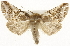  ( - CSUPOBK-1605)  @14 [ ] CreativeCommons - Attribution (2010) CBG Photography Group Centre for Biodiversity Genomics