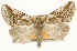  ( - CSUPOBK-1606)  @13 [ ] CreativeCommons - Attribution (2010) CBG Photography Group Centre for Biodiversity Genomics