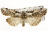  ( - CSUPOBK-1608)  @13 [ ] CreativeCommons - Attribution (2010) CBG Photography Group Centre for Biodiversity Genomics