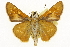  (Hesperia leonardus - CSUPOBK-1445)  @12 [ ] CreativeCommons - Attribution (2010) CBG Photography Group Centre for Biodiversity Genomics