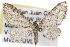  (Eupithecia appendiculata - CSUPOBK-1467)  @15 [ ] CreativeCommons - Attribution (2010) CBG Photography Group Centre for Biodiversity Genomics