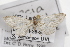  ( - CSUPOBK-1490)  @13 [ ] CreativeCommons - Attribution (2010) CBG Photography Group Centre for Biodiversity Genomics
