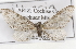  ( - CSUPOBK-1501)  @13 [ ] CreativeCommons - Attribution (2010) CBG Photography Group Centre for Biodiversity Genomics