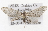  ( - CSUPOBK-1502)  @12 [ ] CreativeCommons - Attribution (2010) CBG Photography Group Centre for Biodiversity Genomics