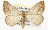  ( - CSUPOBK-1513)  @14 [ ] CreativeCommons - Attribution (2010) CBG Photography Group Centre for Biodiversity Genomics