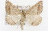  ( - CSUPOBK-1515)  @14 [ ] CreativeCommons - Attribution (2010) CBG Photography Group Centre for Biodiversity Genomics