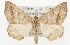  ( - CSUPOBK-1516)  @14 [ ] CreativeCommons - Attribution (2010) CBG Photography Group Centre for Biodiversity Genomics