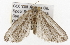  ( - CSUPOBK-1627)  @13 [ ] CreativeCommons - Attribution (2010) CBG Photography Group Centre for Biodiversity Genomics
