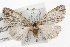  ( - CSUPOBK-1628)  @13 [ ] CreativeCommons - Attribution (2010) CBG Photography Group Centre for Biodiversity Genomics