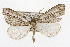  ( - CSUPOBK-1629)  @14 [ ] CreativeCommons - Attribution (2010) CBG Photography Group Centre for Biodiversity Genomics