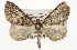  ( - CSUPOBK-1631)  @14 [ ] CreativeCommons - Attribution (2010) CBG Photography Group Centre for Biodiversity Genomics