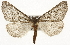  ( - CSUPOBK-1633)  @14 [ ] CreativeCommons - Attribution (2010) CBG Photography Group Centre for Biodiversity Genomics