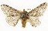  ( - CSUPOBK-1657)  @11 [ ] CreativeCommons - Attribution (2010) CBG Photography Group Centre for Biodiversity Genomics