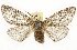  ( - CSUPOBK-1658)  @11 [ ] CreativeCommons - Attribution (2010) CBG Photography Group Centre for Biodiversity Genomics