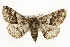  ( - CSUPOBK-1661)  @13 [ ] CreativeCommons - Attribution (2010) CBG Photography Group Centre for Biodiversity Genomics