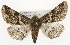  ( - CSUPOBK-1662)  @14 [ ] CreativeCommons - Attribution (2010) CBG Photography Group Centre for Biodiversity Genomics